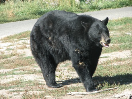 Medvěd Baribal